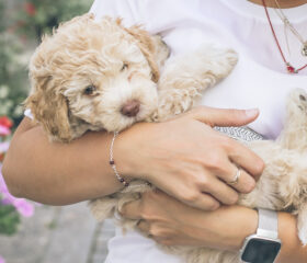 Person holding furry puppy.
