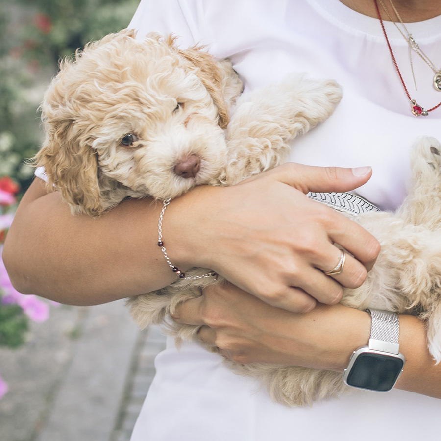 Person holding furry puppy.