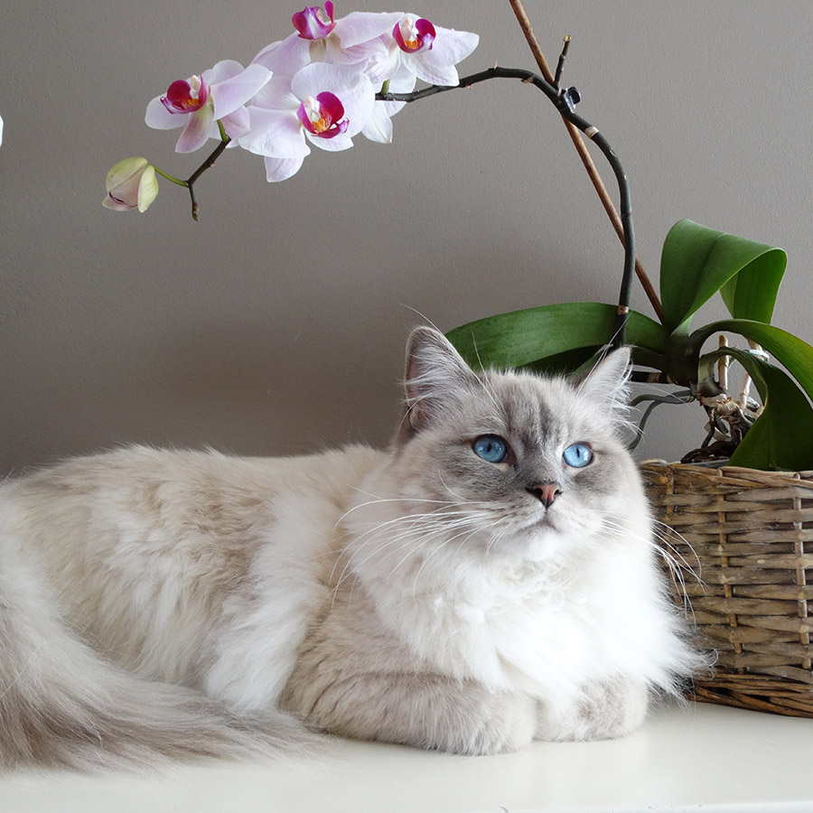 Cat seated on shelf with potted plant.